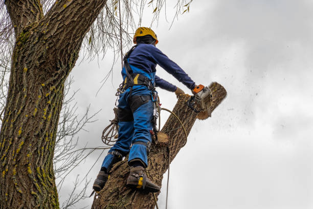 Best Tree Trimming and Pruning  in Etna, PA